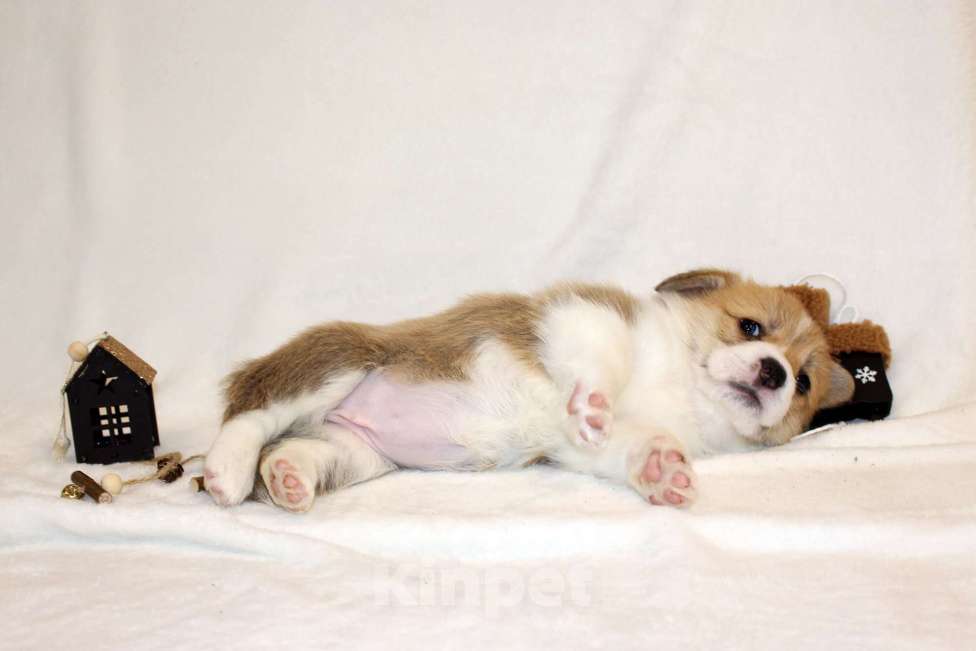 Собаки в Кемерово: Щенки вельш корги пемброк, мальчики Мальчик, 80 000 руб. - фото 8