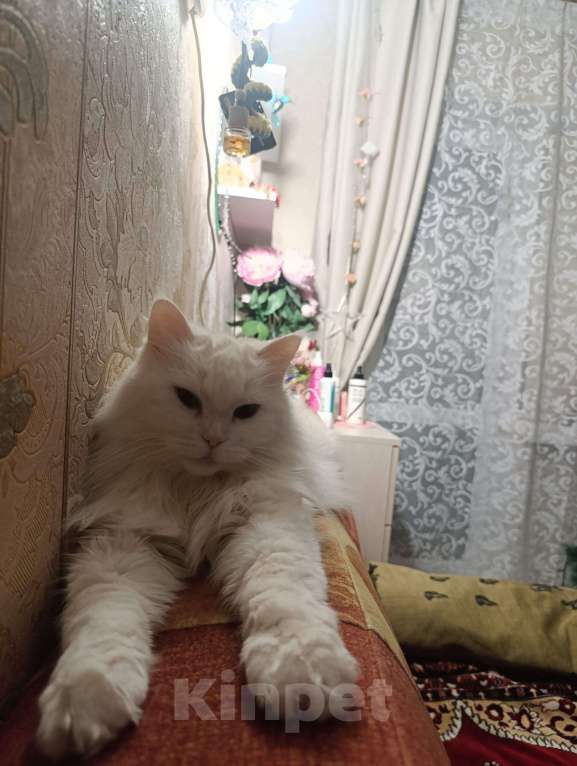 Кошки в Омске: Помогите найти Девочка, 3 000 руб. - фото 3