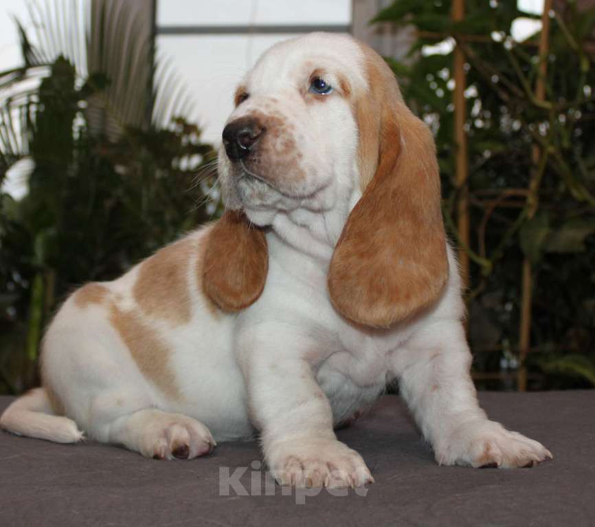 Собаки в Челябинске: Детки Бассет хаунд  Мальчик, 50 000 руб. - фото 3