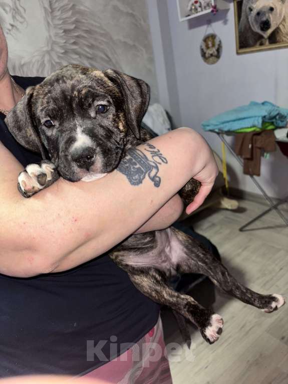 Собаки в Санкт-Петербурге: щенок стаффорда Девочка, 25 000 руб. - фото 1