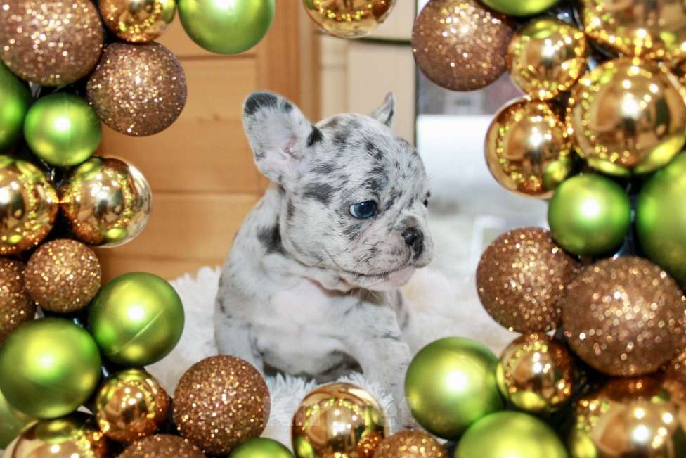 Собаки в Москве: Французская элита Девочка, 100 000 руб. - фото 7