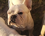 Собаки в других городах Краснодарского края: Французский бульдог  Мальчик, 15 000 руб. - фото 1