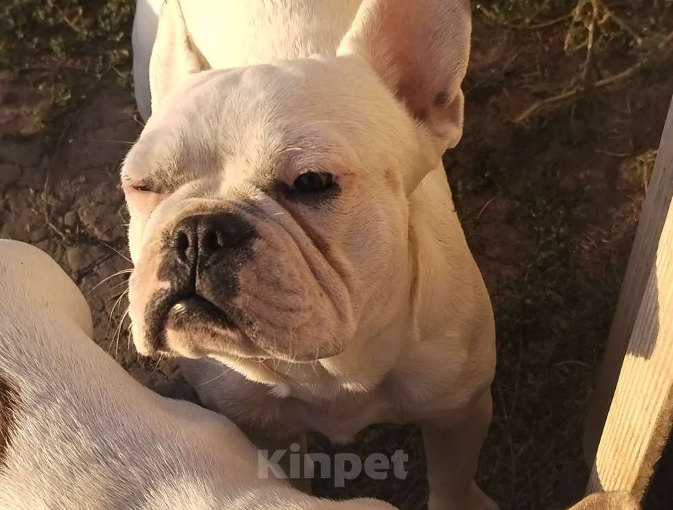 Собаки в других городах Краснодарского края: Французский бульдог  Мальчик, 15 000 руб. - фото 1