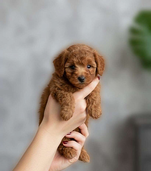 Мальтипу F1 премиум мини