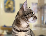 Кошки в Санкт-Петербурге: Шикарный котенок в добрые руки Девочка, Бесплатно - фото 2
