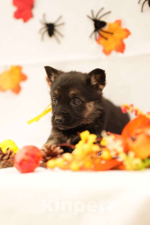 Собаки в других городах Московской области: Девчонка Восточноевропейская овчарка Девочка, 45 000 руб. - фото 4