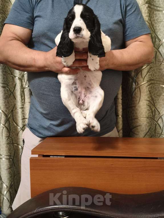 Собаки в Нижнем Новгороде: Щенок русского охотничьего спаниеля Девочка, 25 000 руб. - фото 1