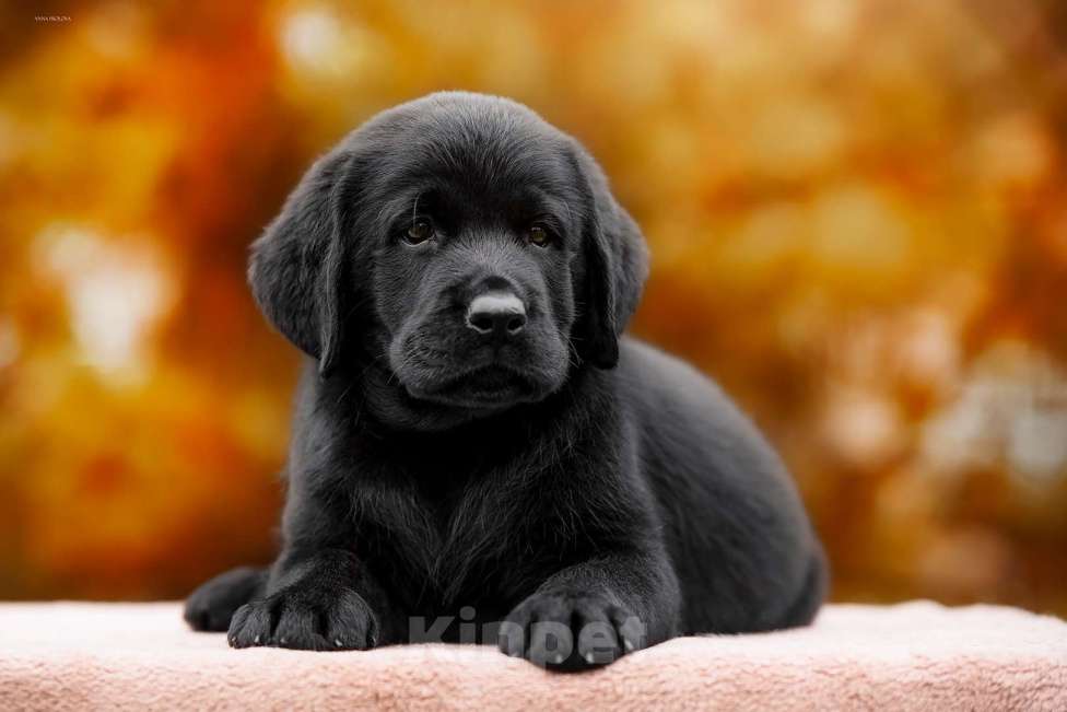 Собаки в Ярославле: Щенок лабрадор,мальчик  Мальчик, 80 000 руб. - фото 6