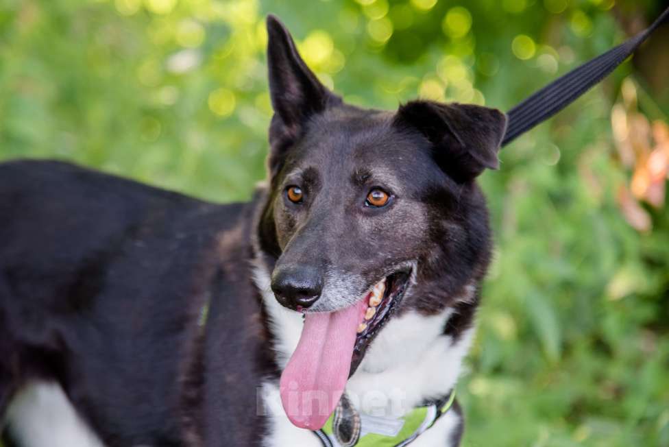 Собаки в Москве: Драгоценная Фани Девочка, Бесплатно - фото 3