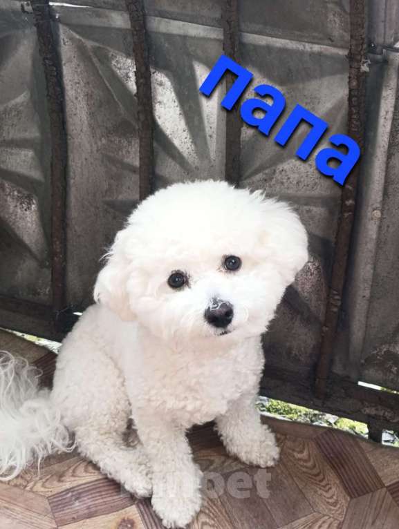 Собаки в Прокопьевске: Пушистые хвостики  Мальчик, 25 000 руб. - фото 5