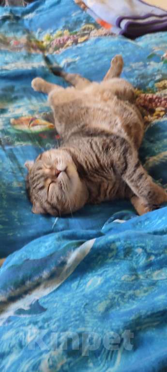 Кошки в Самаре: Отдам кошку в хорошие руки Девочка, Бесплатно - фото 6