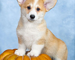 Собаки в Москве: Вельш корги пемброк Девочка, 100 000 руб. - фото 4
