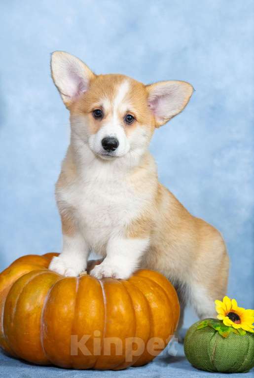 Собаки в Москве: Вельш корги пемброк Девочка, 100 000 руб. - фото 4