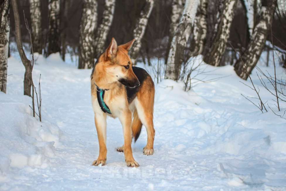 Собаки в Москве: Тоука Девочка, Бесплатно - фото 5