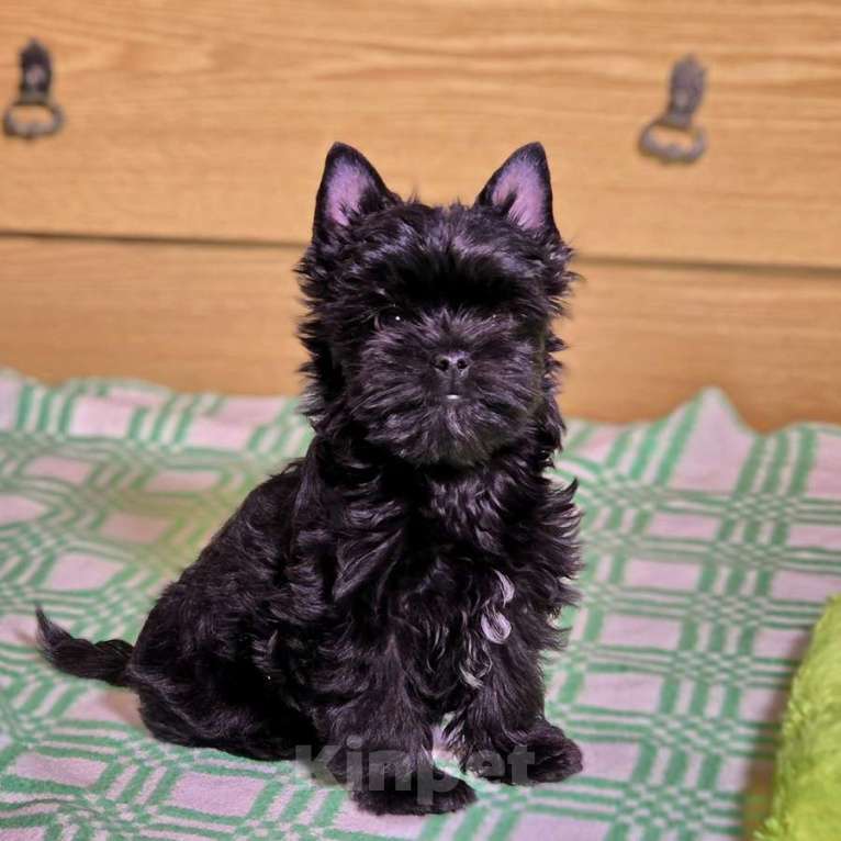 Собаки в Москве: Йоркширский терьер-маленькое чудо в доме Мальчик, 20 000 руб. - фото 6