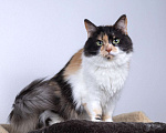 Кошки в Москве: Пушистая трехцветная кошечка Циферка в дар Девочка, 1 руб. - фото 2