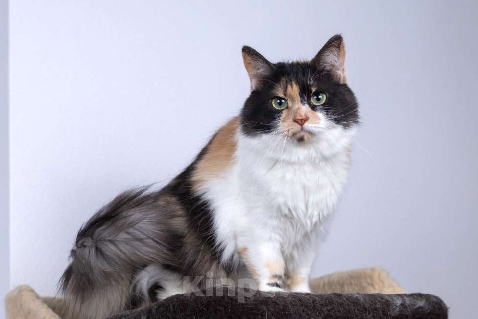 Кошки в Москве: Пушистая трехцветная кошечка Циферка в дар Девочка, 1 руб. - фото 2
