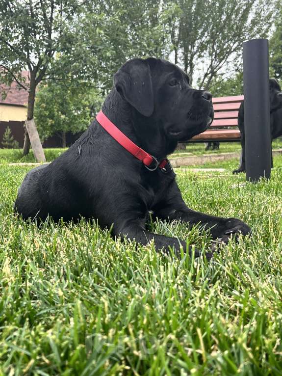 Собаки в Дмитрове: Щенок Кане Корсо Девочка, 50 000 руб. - фото 3