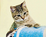 Кошки в Москве: Полосатый котёнок Бентли в добрые руки. Мальчик, Бесплатно - фото 5
