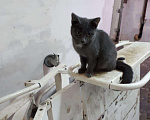 Кошки в Москве: Котята, Бесплатно - фото 1