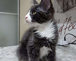 Кошки в Малмыже: Мейн кун котенок, 30 000 руб. - фото 5