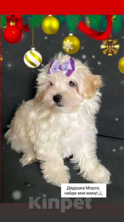 Собаки в Москве: Мальтипу f1девочка нежная карамель Девочка, 70 008 руб. - фото 6