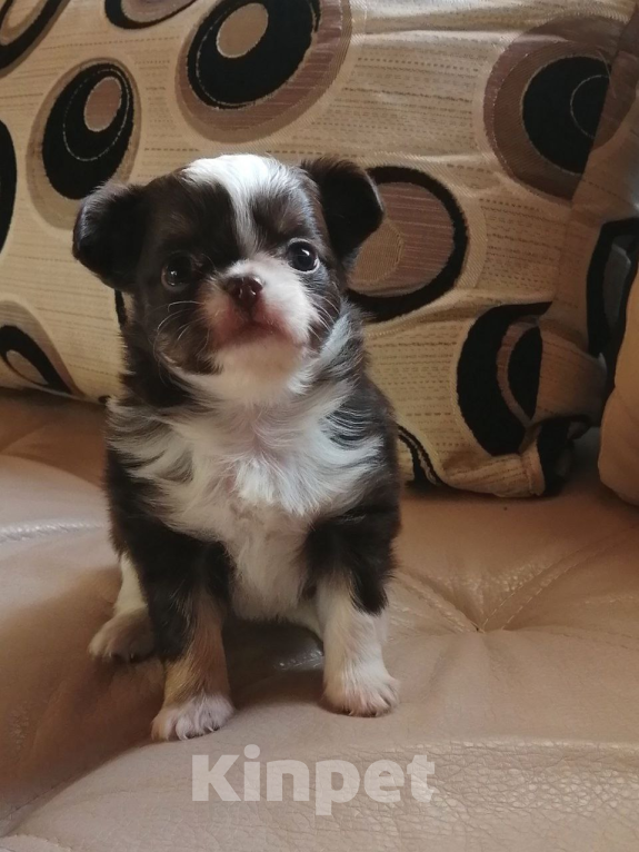 Собаки в Санкт-Петербурге: Девочка чих Девочка, 45 000 руб. - фото 1