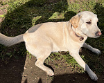 Собаки в Можайске: Брошенная милая девочка ищет любящих Девочка, Бесплатно - фото 2