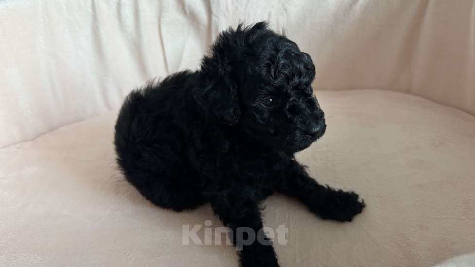 Собаки в Москве: Пудель миниатюра Мальчик, Бесплатно - фото 1