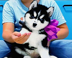 Собаки в Новокузнецке: Хаски Щенки Разных окрасов Разнополые, Бесплатно - фото 1