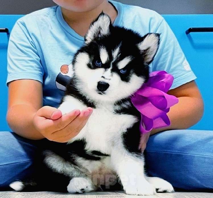 Собаки в Новокузнецке: Хаски Щенки Разных окрасов Разнополые, Бесплатно - фото 1