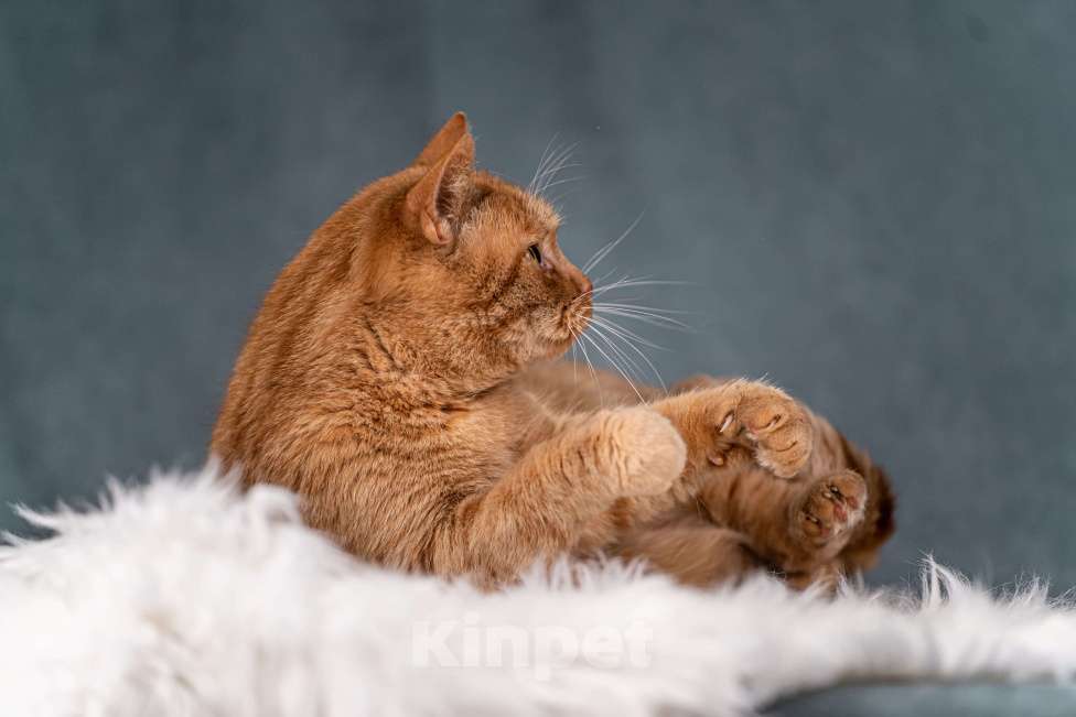 Кошки в Клине: Рыжик — матёрый кот в самом расцвете сил Мальчик, Бесплатно - фото 7