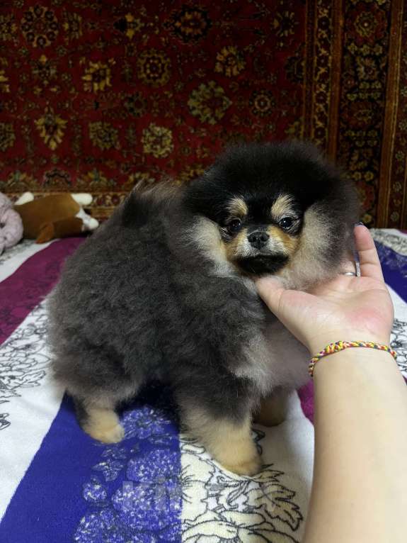 Собаки в Москве: Шикарный черно подпалый мальчик Мальчик, 100 000 руб. - фото 4