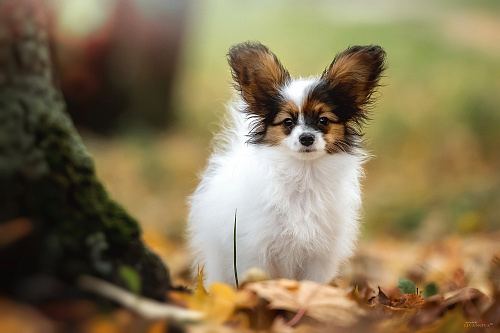 🐶 Продаётся щенок континентального той‑спаниеля (папильон)! 🐶