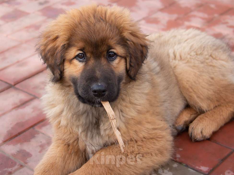 Собаки в Москве: Булка Девочка, Бесплатно - фото 7