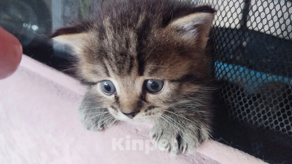 Кошки в Перми: Шотландские котята в добрые руки Мальчик, 5 000 руб. - фото 4