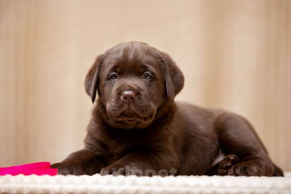 Собаки в Люберцах: Элитный щенок ЛАБРАДОРА- РЕТРИВЕРА девочка Brava Fortuna Agremia - (удачливая Агремия Девочка, 100 000 руб. - фото 2