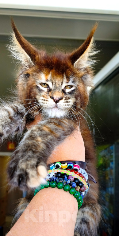 Кошки в Москве: Котенок мейн кун девочка Девочка, 70 000 руб. - фото 6
