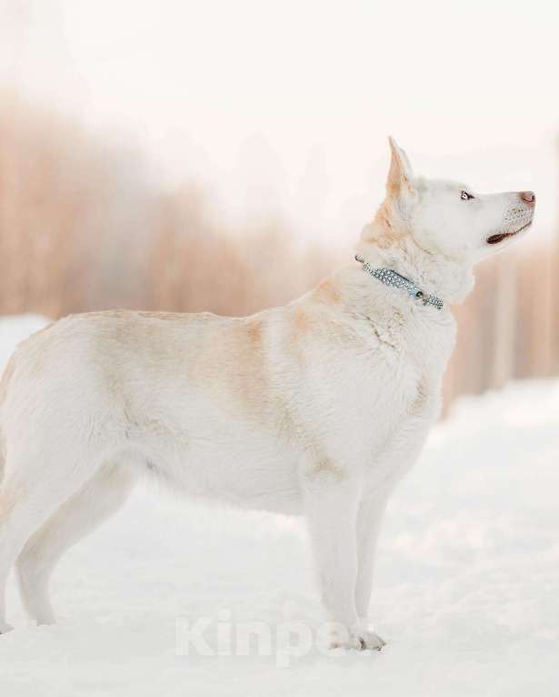 Собаки в Москве: Голубоглазая метис хаски и овчарки Ева в добрые руки Девочка, 1 руб. - фото 5