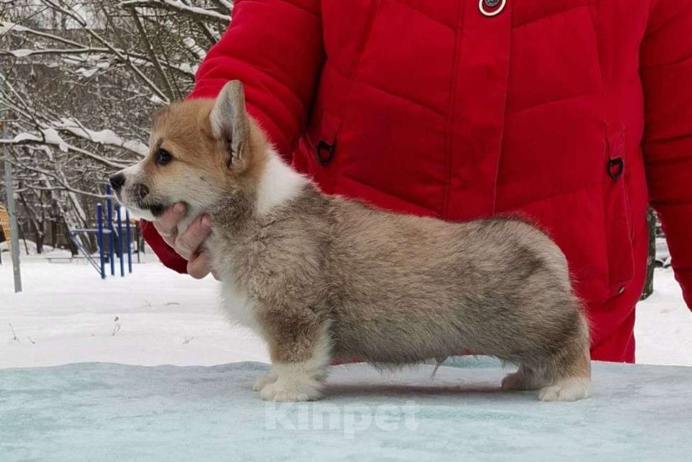 Собаки в Москве: Лотус Мальчик, 80 000 руб. - фото 3