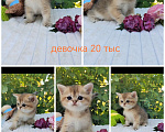 Кошки в Краснодаре: Котята Золотая шиншилла Мальчик, Бесплатно - фото 3