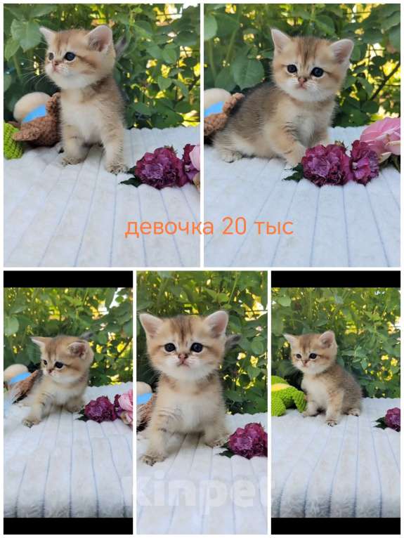 Кошки в Краснодаре: Котята Золотая шиншилла Мальчик, Бесплатно - фото 3