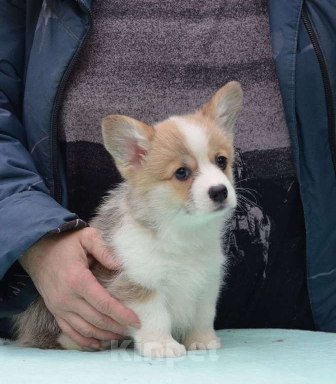 Собаки в Москве: Очаровательная девочка вельш корги пемброк Девочка, 80 000 руб. - фото 4