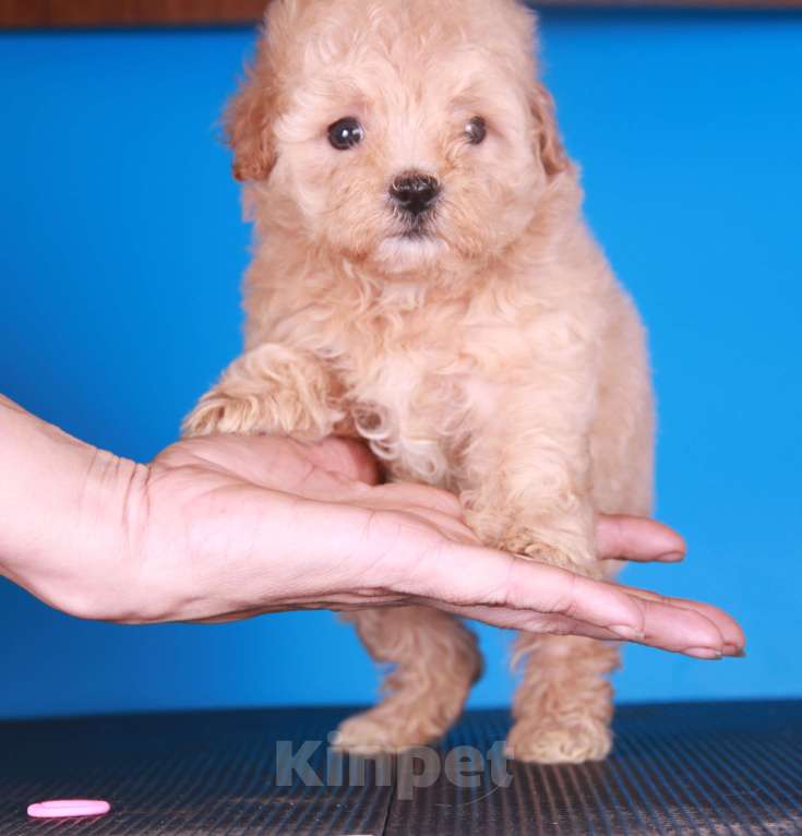 Собаки в Москве: мальтипу Ф1 щенки Девочка, 150 000 руб. - фото 4