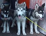 Собаки в Твери: Шикарные щенки Аляскинского маламута. Девочка, 10 000 руб. - фото 1