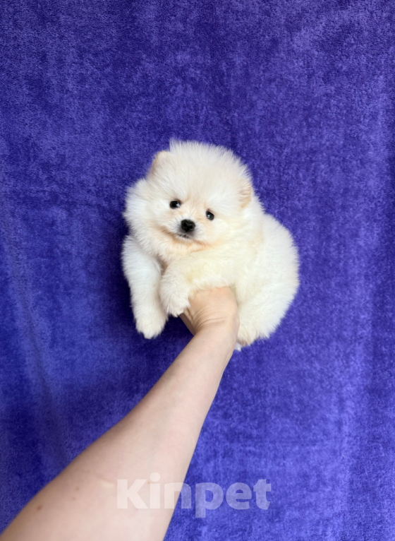 Собаки в Москве: Девочка Девочка, 35 000 руб. - фото 1