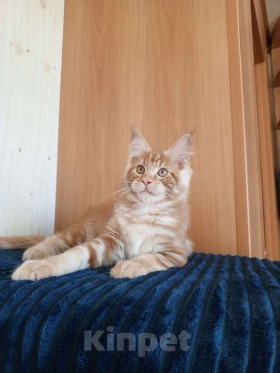 Кошки в Владимире: Рыжее солнышко Мальчик, 60 000 руб. - фото 4