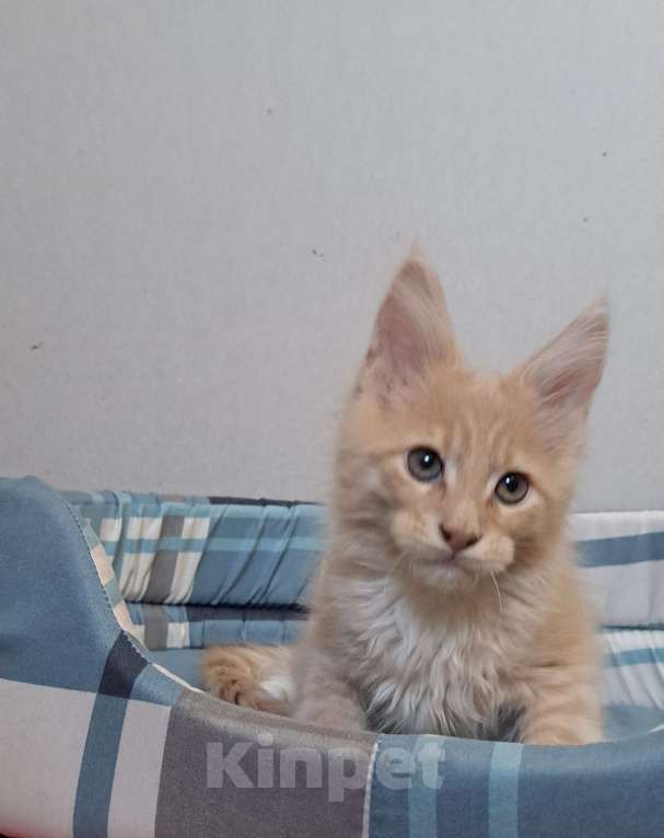 Кошки в Москве: Питомник гигантских кошечек Разнополые, 30 000 руб. - фото 2