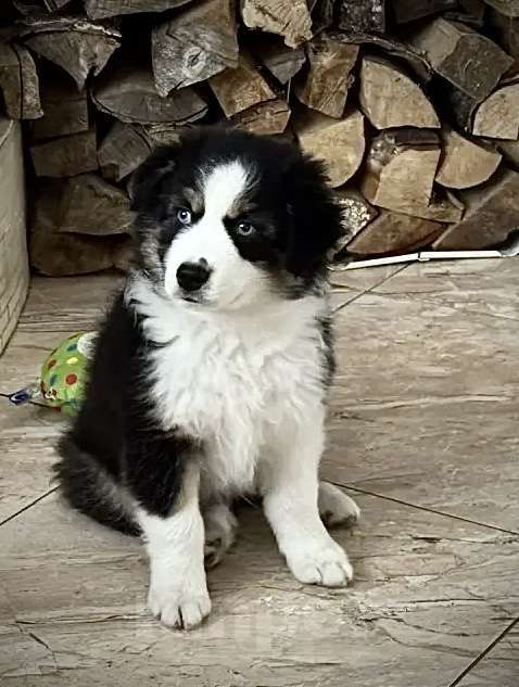 Собаки в других городах Ленинградской области: Щенок миниатюрной американской овчарки Мальчик, Бесплатно - фото 1