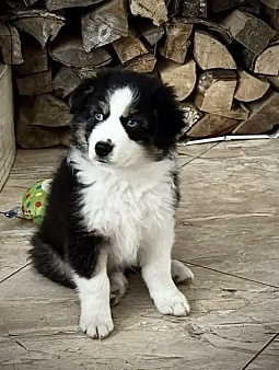 Щенок миниатюрной американской овчарки